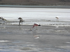 Flamingos und die Laguna Verde - Bolivien